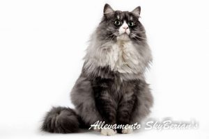 Se volete saperne di più sul gatto siberiano SkyBerian's