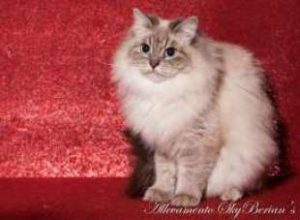 Cuccioli siberiani in arrivo