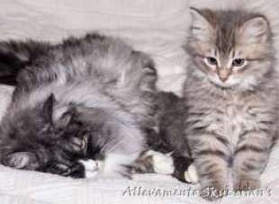 Cucciolo e Coccole siberiane