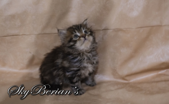 F 2 Femmina Brown Tabby Bloched