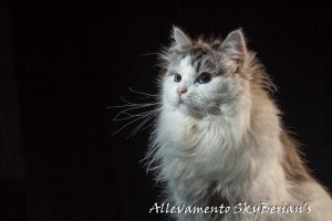 Murmur's Irina