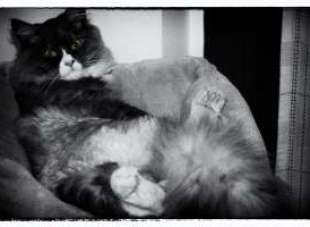 Il gatto siberiano ed il divano
