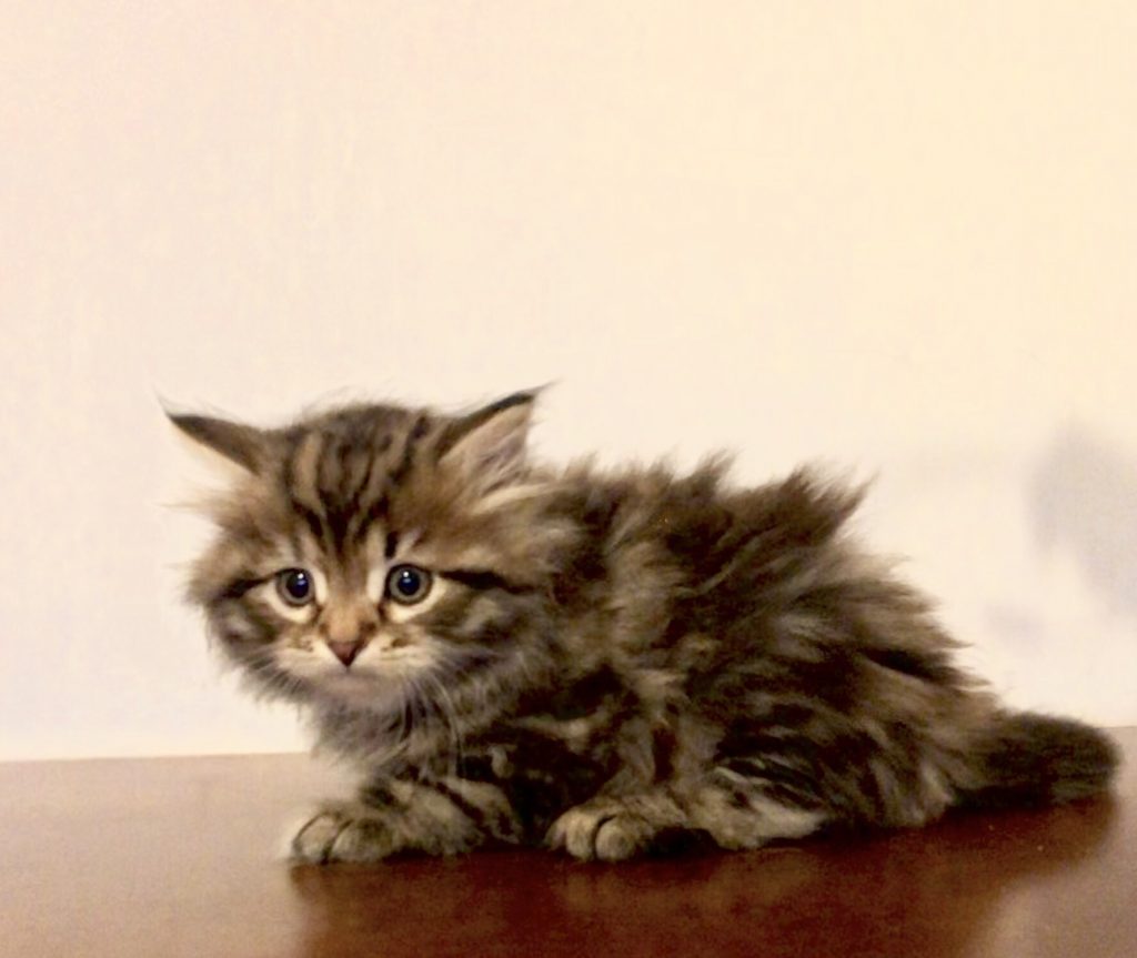 F 2 Maschio Brown Tabby Bloched
