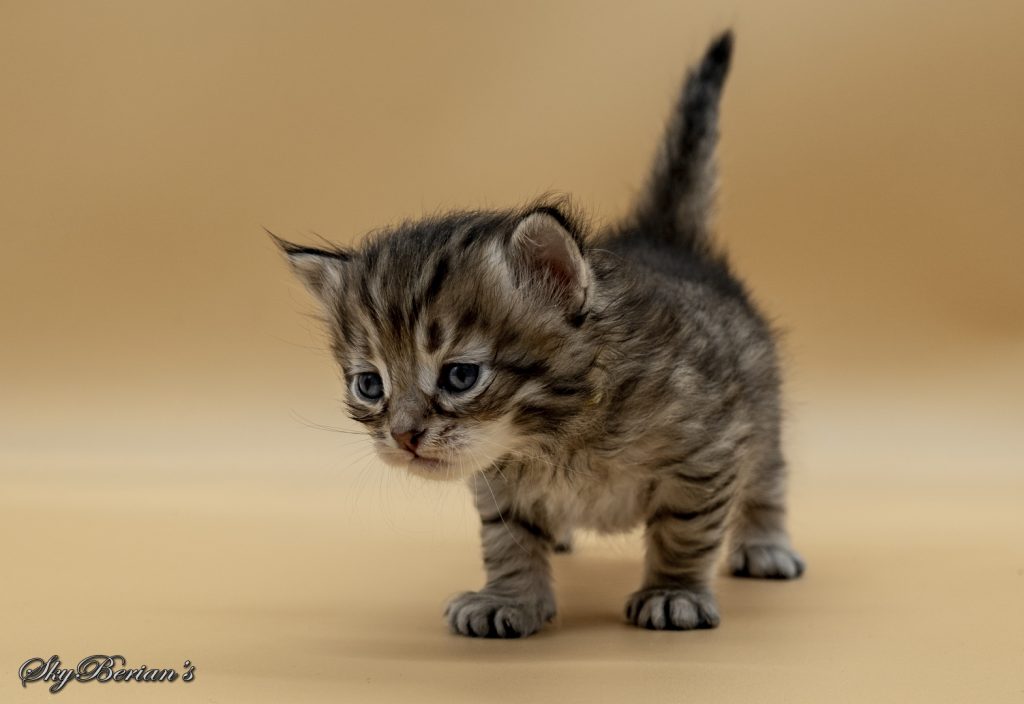 H 7 Maschio Brown Golden Tabby Mackerel