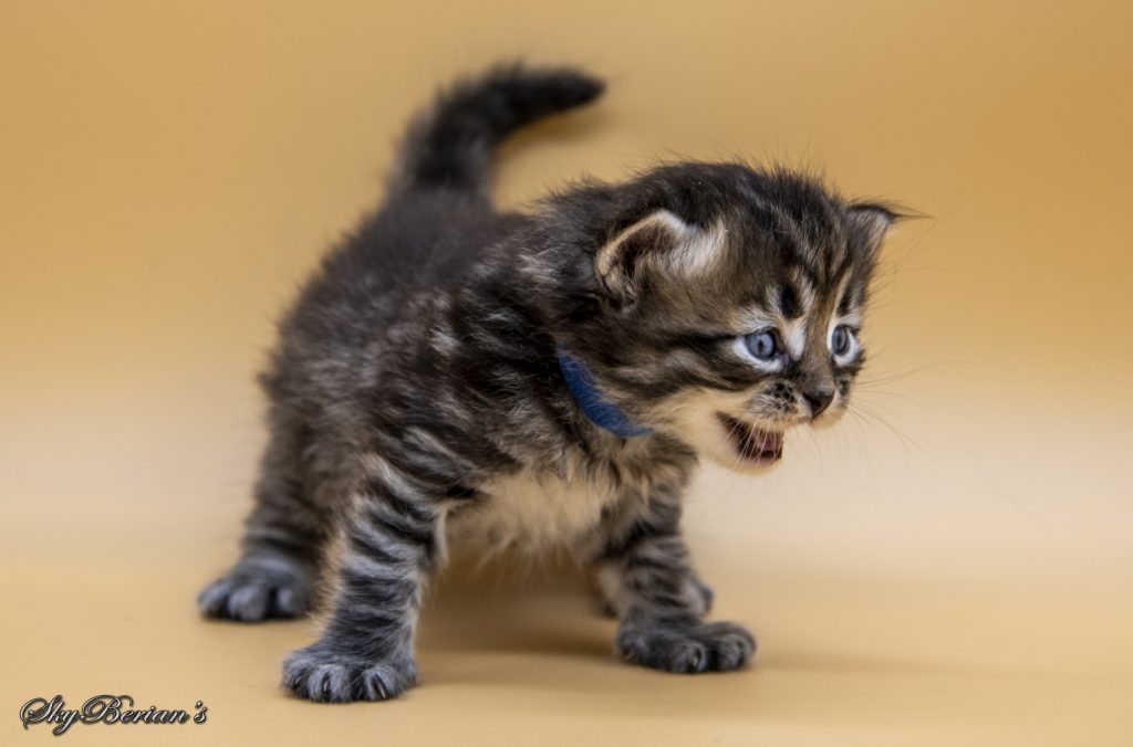 H 3 Maschio Brown Tabby Mackerel