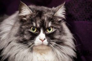 Storia e Standard del gatto siberiano - Parte B.1 - Le difficili origini dello Standard