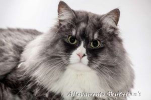 Storia e Standard del gatto siberiano - Parte B.2 - Neva Masquerade: nessun Ace Ventura dietro la maschera