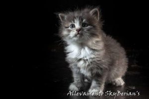 Storia e Standard del gatto siberiano - Parte B.4 - Conclusioni