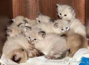 Una cestata di cuccioli siberiani